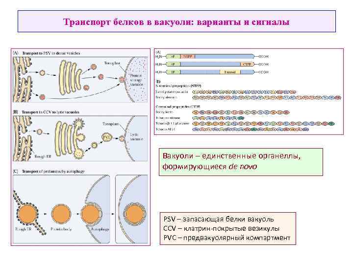 Транспорт белков в вакуоли: варианты и сигналы Вакуоли – единственные органеллы, формирующиеся de novo