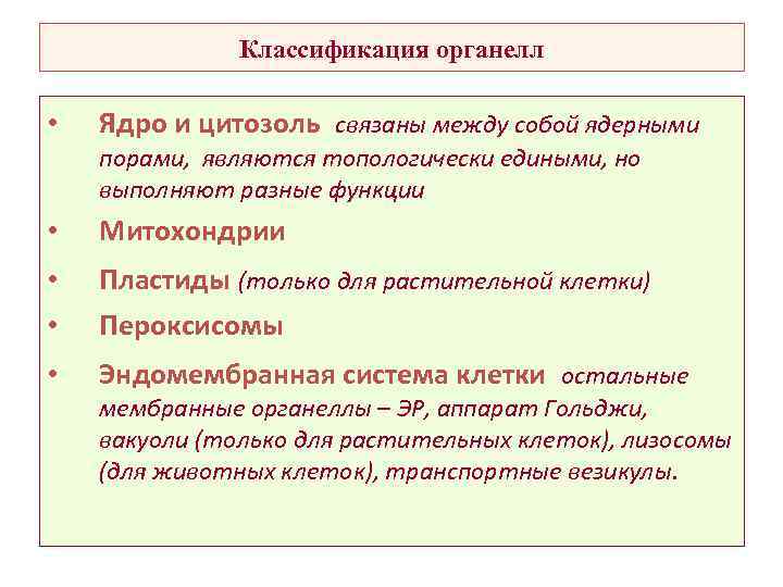 Классификация органелл • Ядро и цитозоль связаны между собой ядерными порами, являются топологически едиными,