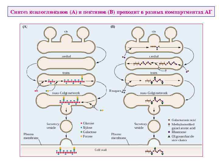 Синтез ксилоглюканов (А) и пектинов (В) проходит в разных компартментах АГ 