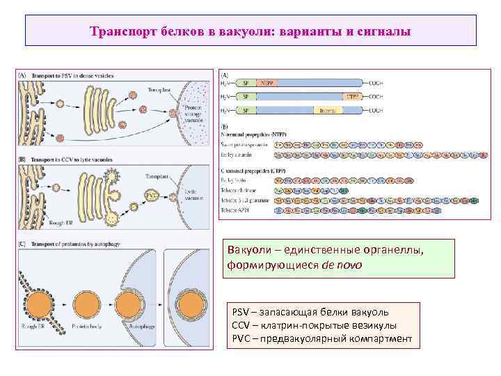 Транспорт белков в вакуоли: варианты и сигналы Вакуоли – единственные органеллы, формирующиеся de novo