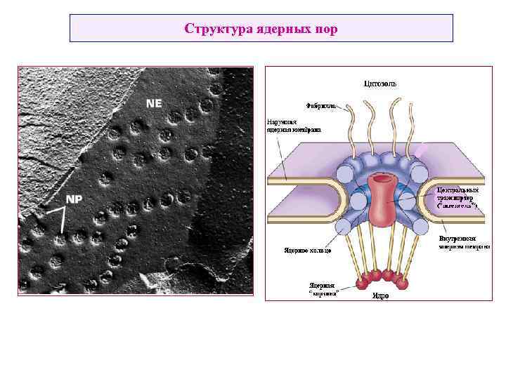 Структура ядерных пор 