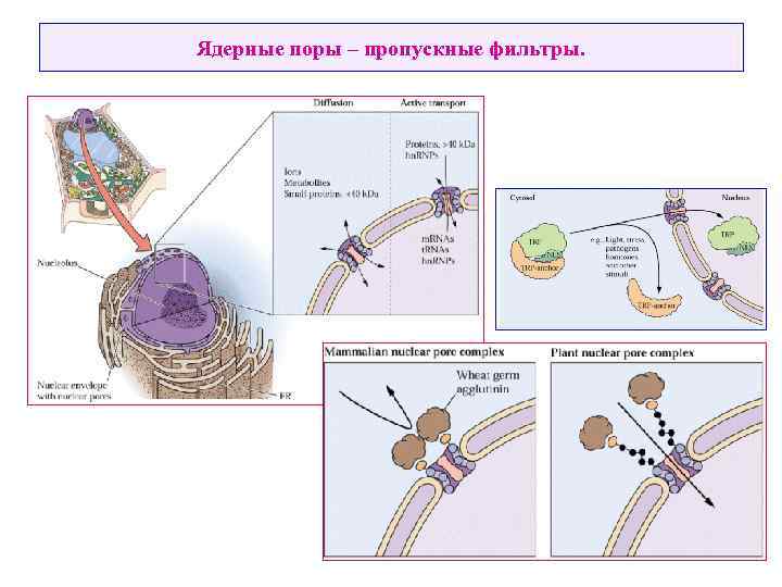 Ядерные поры – пропускные фильтры. 