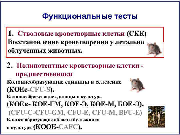 Функциональные тесты 1. Стволовые кроветворные клетки (СКК) Восстановление кроветворения у летально облученных животных. 2.