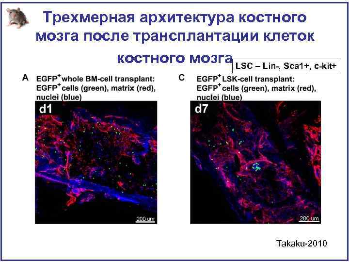 Трехмерная архитектура костного мозга после трансплантации клеток костного мозга LSC – Lin-, Sca 1+,