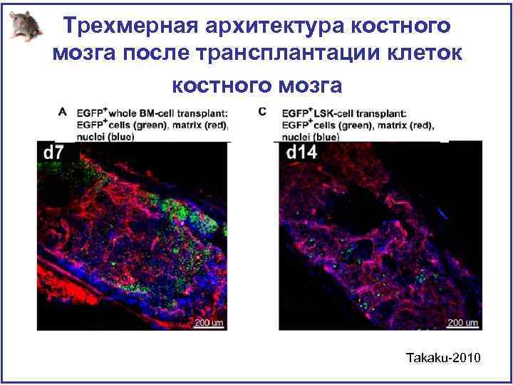 Трехмерная архитектура костного мозга после трансплантации клеток костного мозга Takaku-2010 