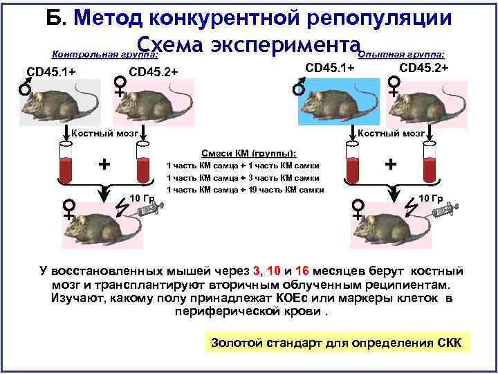 Б. Метод конкурентной репопуляции Схема эксперимента. Опытная группа: Контрольная группа: CD 45. 1+ CD