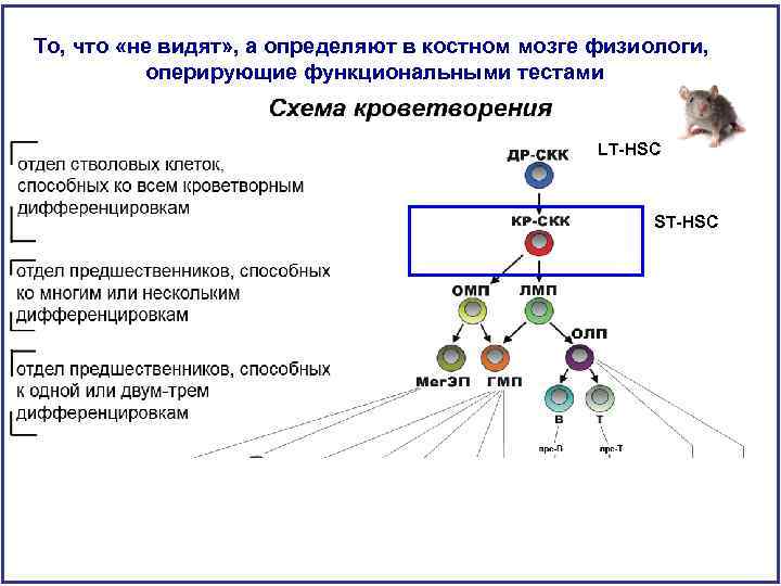 То, что «не видят» , а определяют в костном мозге физиологи, оперирующие функциональными тестами