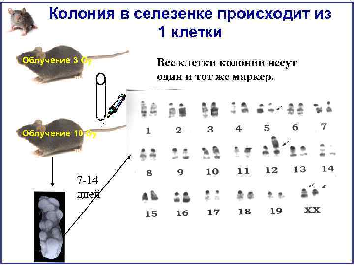 Колония в селезенке происходит из 1 клетки Облучение 3 Gy Облучение 10 Gy 7