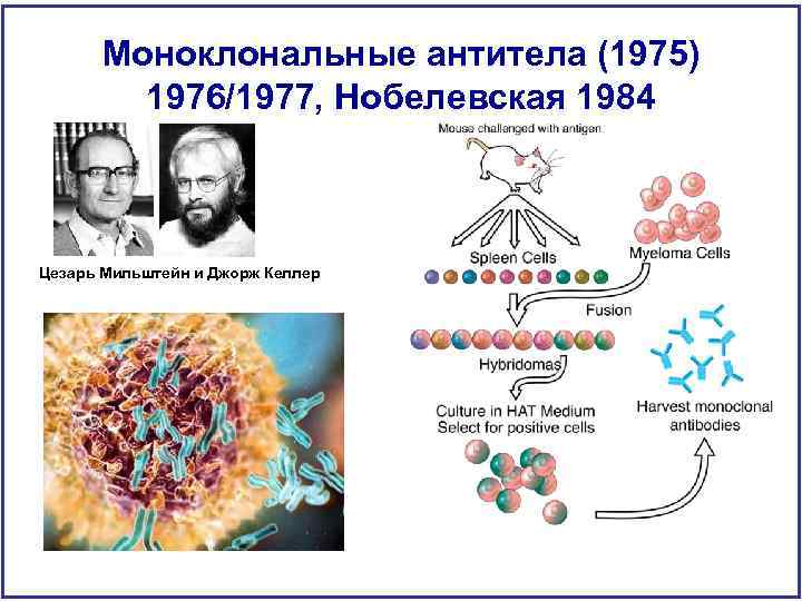 Моноклональные антитела (1975) 1976/1977, Нобелевская 1984 Цезарь Мильштейн и Джорж Келлер 