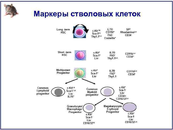 Маркеры стволовых клеток 