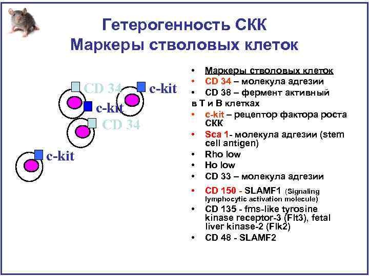 Гетерогенность СКК Маркеры стволовых клеток CD 34 c-kit • Маркеры стволовых клеток • СD