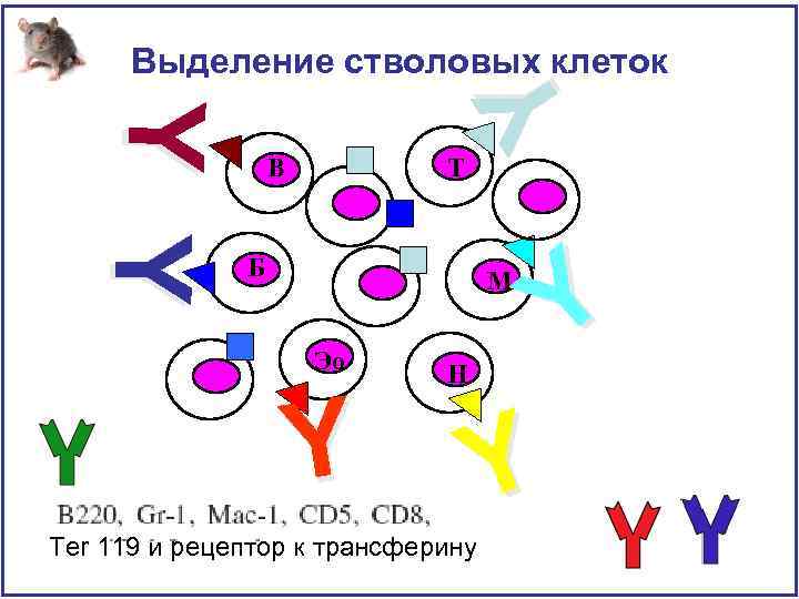 Y Y Y Выделение стволовых клеток В Т Б М Эо Y Н Ter