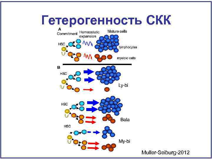 Гетерогенность СКК Muller-Seiburg-2012 