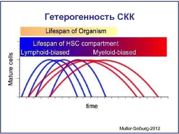 Гетерогенность СКК Muller-Seiburg-2012 