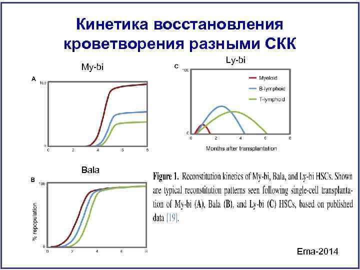 Кинетика восстановления кроветворения разными СКК My-bi Ly-bi Bala Ema-2014 