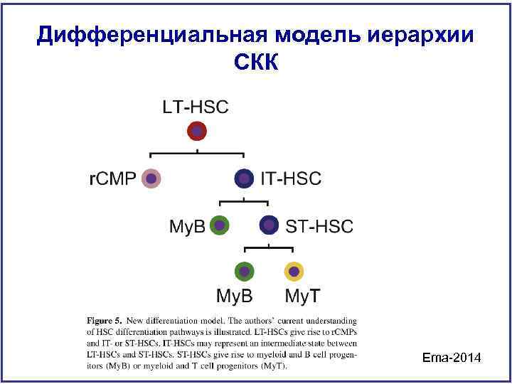 Дифференциальная модель иерархии СКК Ema-2014 