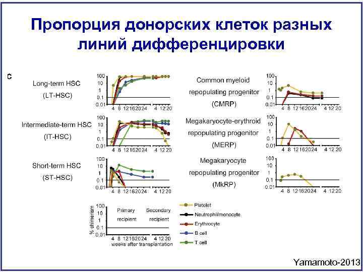 Пропорция донорских клеток разных линий дифференцировки Yamamoto-2013 