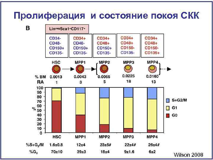 Пролиферация и состояние покоя СКК Wilson 2008 