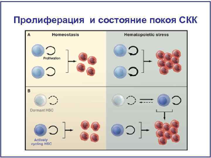 Пролиферация и состояние покоя СКК 