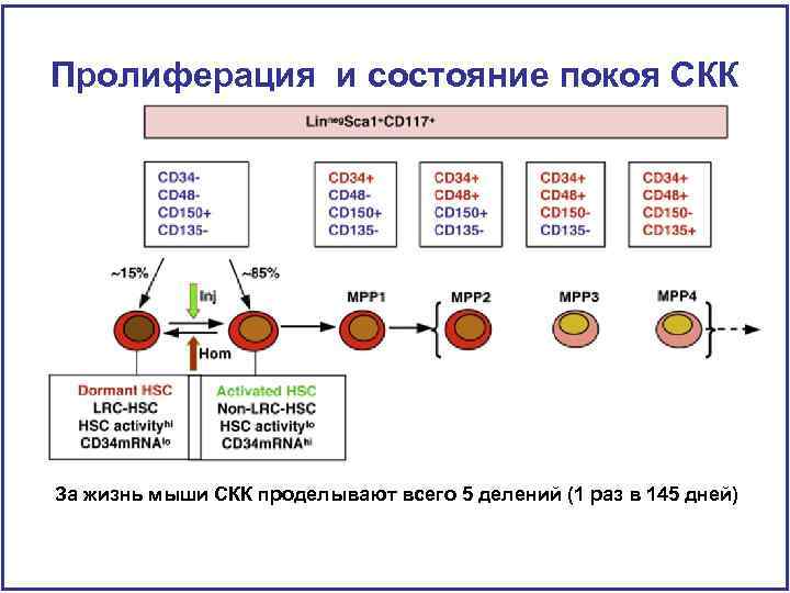 Пролиферация и состояние покоя СКК За жизнь мыши СКК проделывают всего 5 делений (1