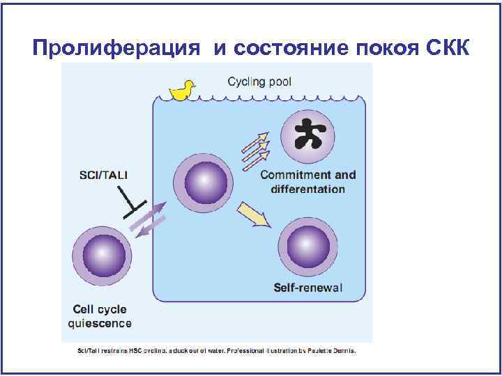 Пролиферация и состояние покоя СКК 