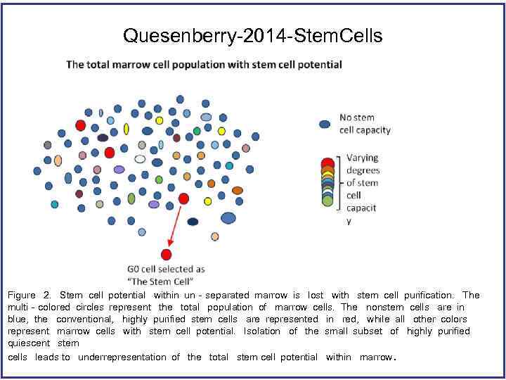 Quesenberry-2014 -Stem. Cells Figure 2. Stem cell potential within un‐separated marrow is lost with