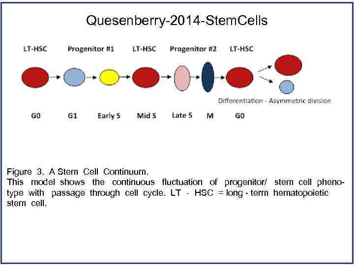 Quesenberry-2014 -Stem. Cells Figure 3. A Stem Cell Continuum. This model shows the continuous