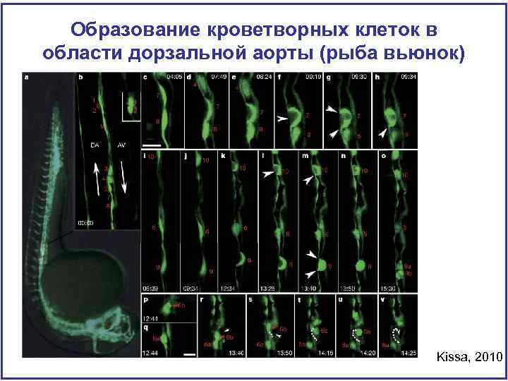 Образование кроветворных клеток в области дорзальной аорты (рыба вьюнок) Kissa, 2010 