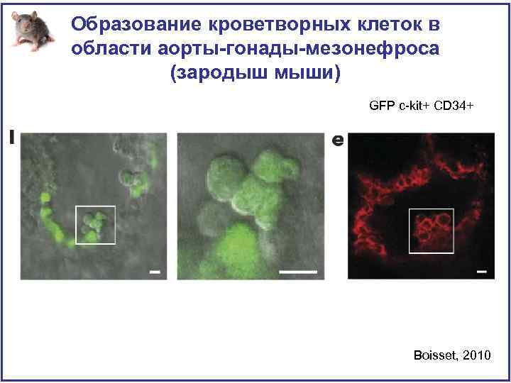 Образование кроветворных клеток в области аорты-гонады-мезонефроса (зародыш мыши) GFP c-kit+ CD 34+ Boisset, 2010