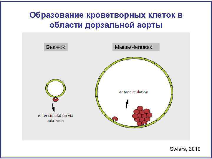Образование кроветворных клеток в области дорзальной аорты Вьюнок Мышь/Человек Swiers, 2010 