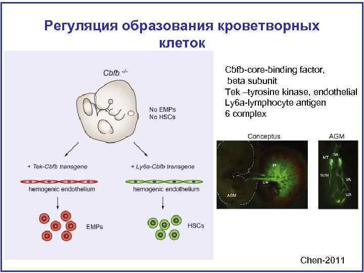 Регуляция образования кроветворных клеток Cbfb-core-binding factor, beta subunit Tek –tyrosine kinase, endothelial Ly 6