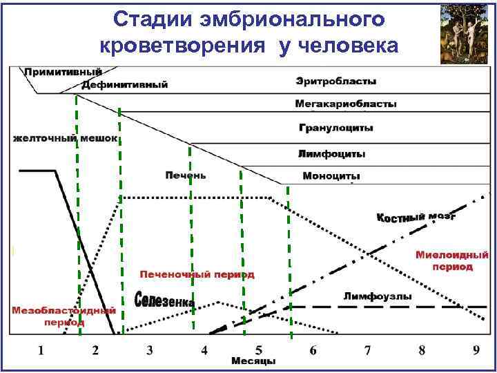 Стадии эмбрионального кроветворения у человека 