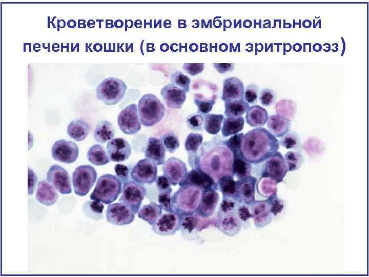 Кроветворение в эмбриональной печени кошки (в основном эритропоэз) 