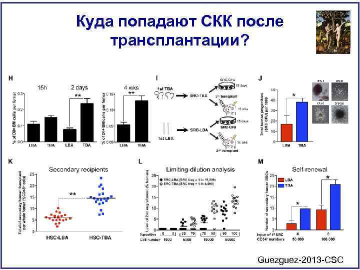 Куда попадают СКК после трансплантации? Guezguez-2013 -CSC 