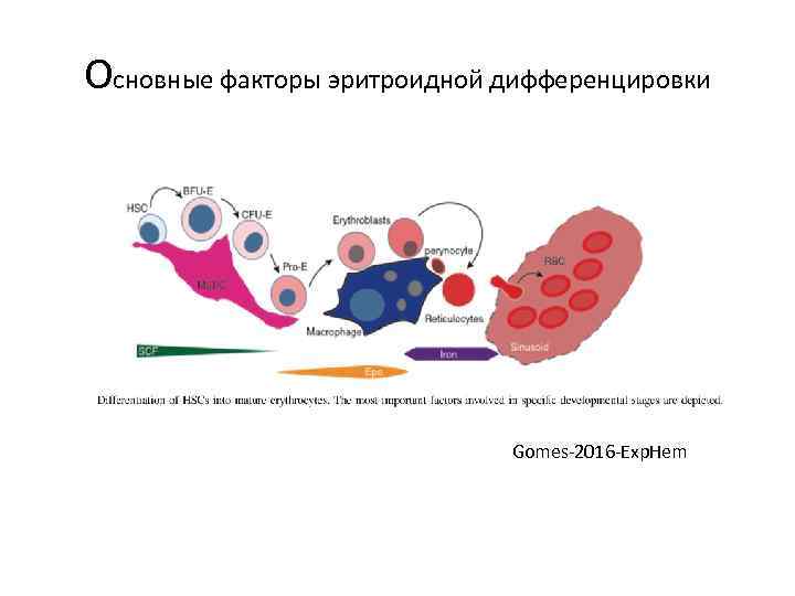 Основные факторы эритроидной дифференцировки Gomes-2016 -Exp. Hem 