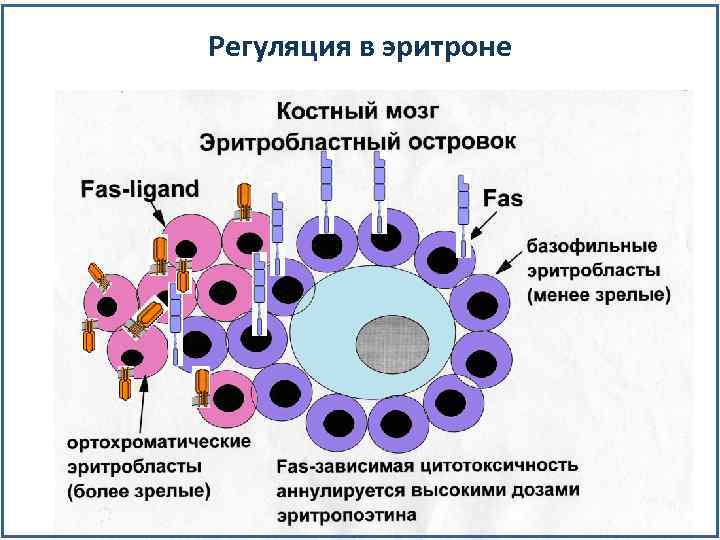 Регуляция в эритроне 