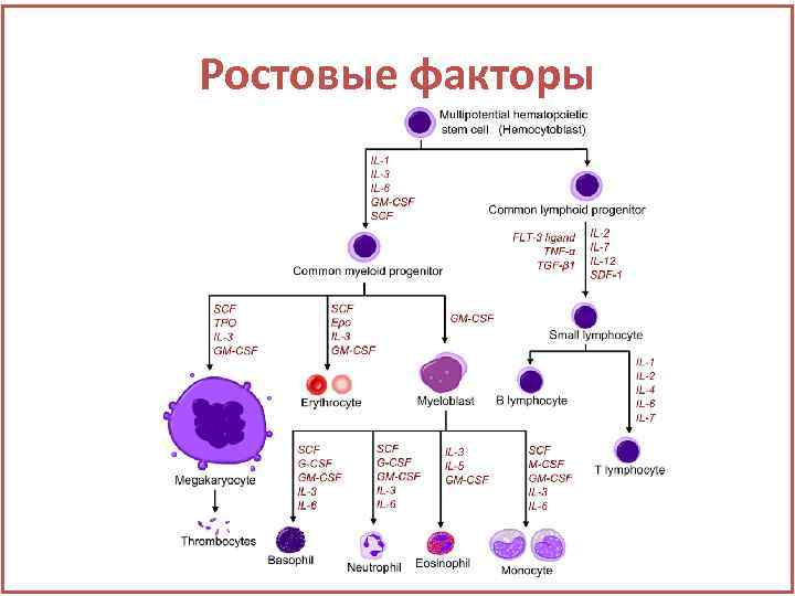 Ростовые факторы 