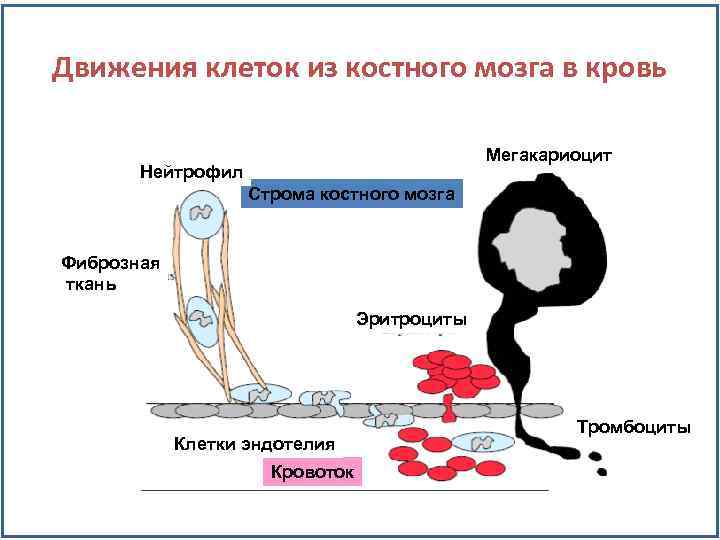 Движения клеток из костного мозга в кровь Мегакариоцит Нейтрофил Строма костного мозга Фиброзная ткань