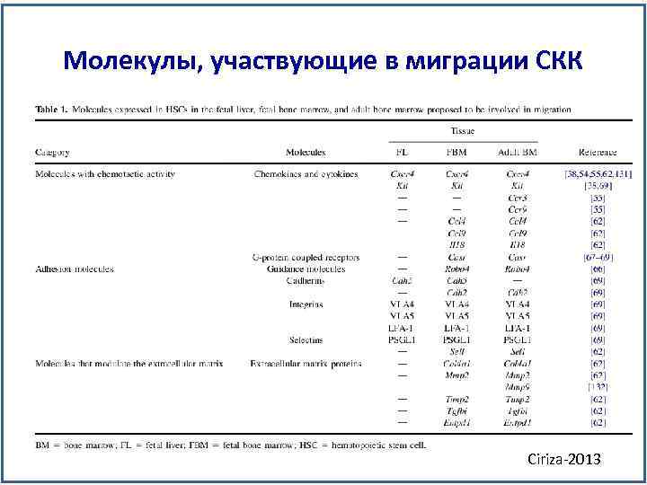 Молекулы, участвующие в миграции СКК Ciriza-2013 