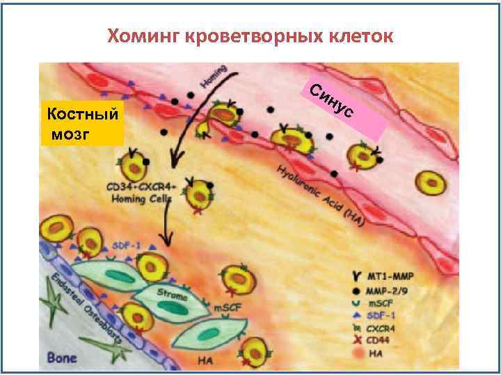 Хоминг кроветворных клеток Костный мозг Си н ус 