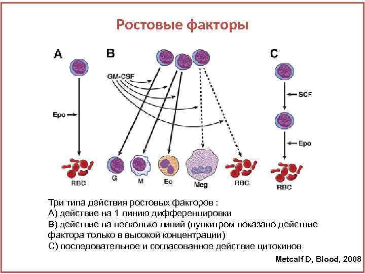 Ростовые факторы Три типа действия ростовых факторов : А) действие на 1 линию дифференцировки