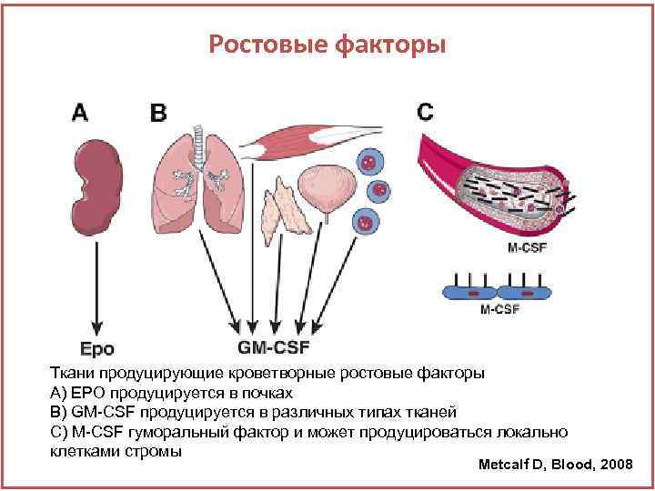 Фактор ткани. Факторы роста иммунология. Ростовые факторы. Дифференцировка клетки ростовые факторы. Ростовые факторы клетки это.