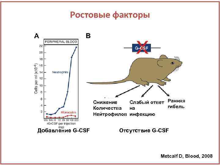 Ростовые факторы Снижение Слабый ответ Ранняя гибель Количества на Нейтрофилов инфекцию Добавление G-CSF Отсутствие