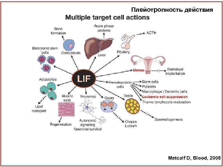 Плейотропность действия Ростовые факторы Metcalf D, Blood, 2008 