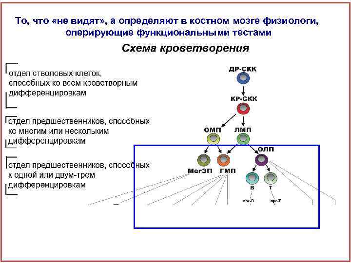 То, что «не видят» , а определяют в костном мозге физиологи, оперирующие функциональными тестами