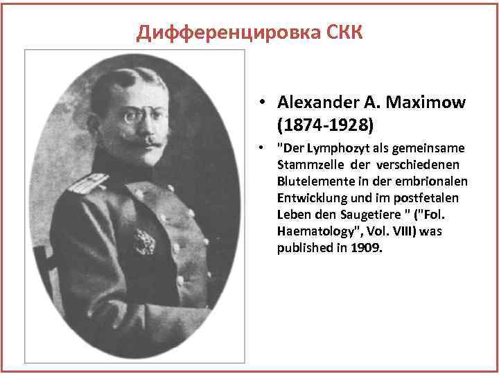 Дифференцировка СКК • Alexander A. Maximow (1874 -1928) • 