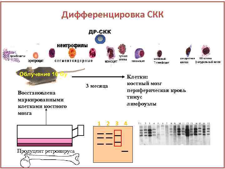 Сегмента ядерная. Дифференцировка клеток. Дифференцировка СКК. Дифференцировка клеток крови. Дифференцировка клеток костного мозга.
