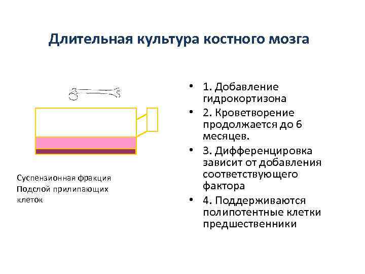 Длительная культура костного мозга Суспензионная фракция Подслой прилипающих клеток • 1. Добавление гидрокортизона •