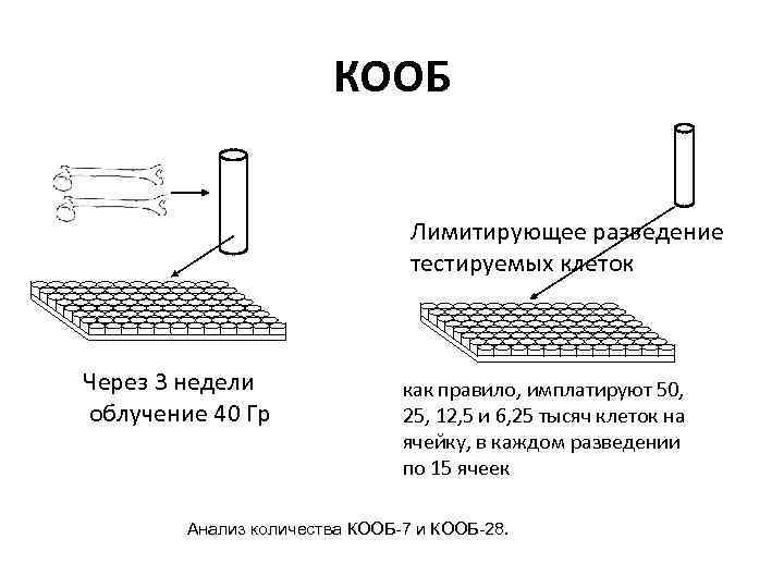 КООБ Лимитирующее разведение тестируемых клеток Через 3 недели облучение 40 Гр как правило, имплатируют