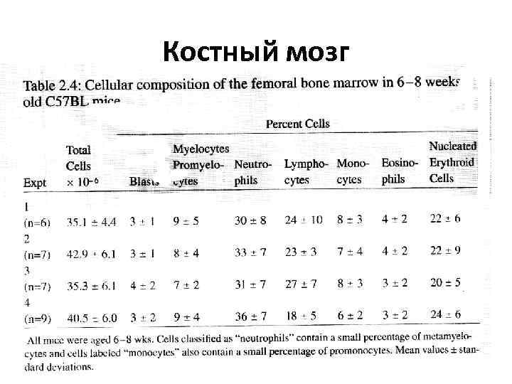 Костный мозг 